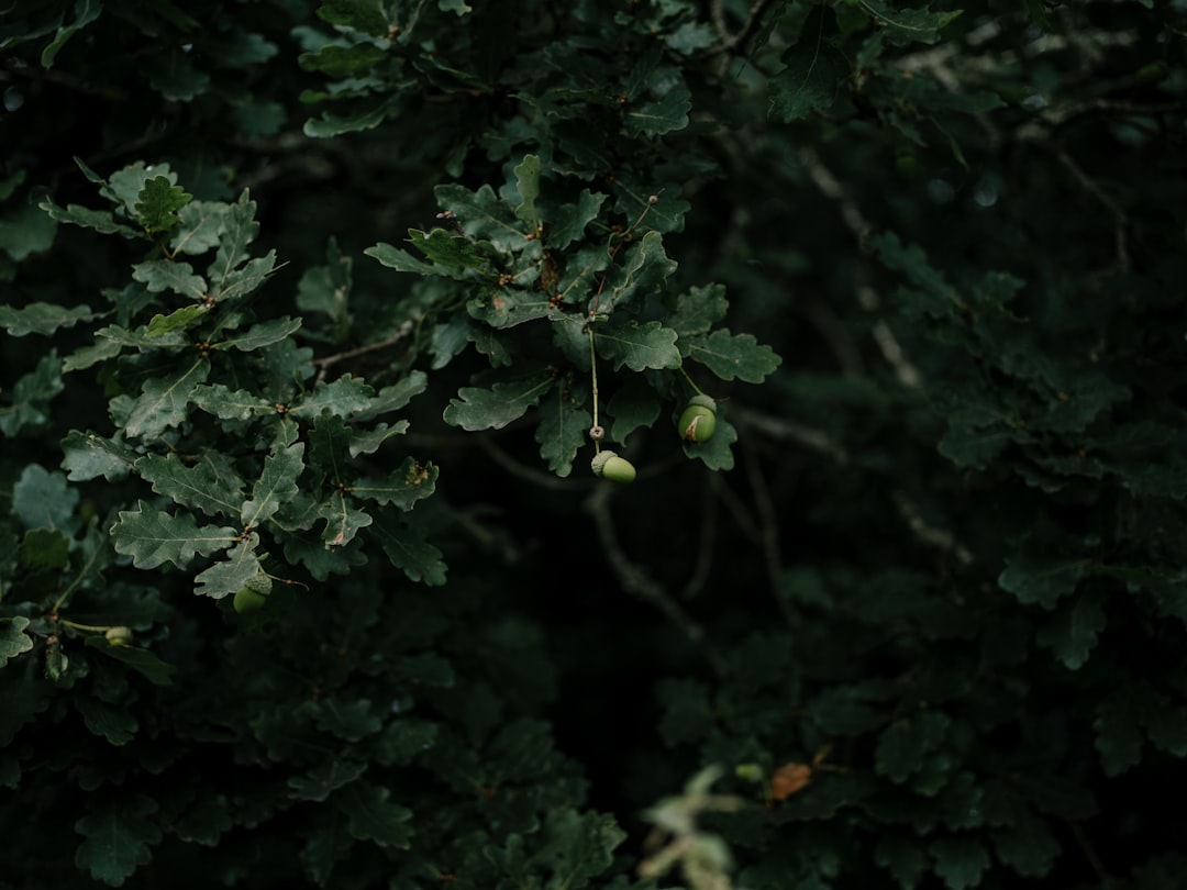 IvyBackup, how to use IvyBackup for offsite backups, IvyBackup local and offsite backup strategy