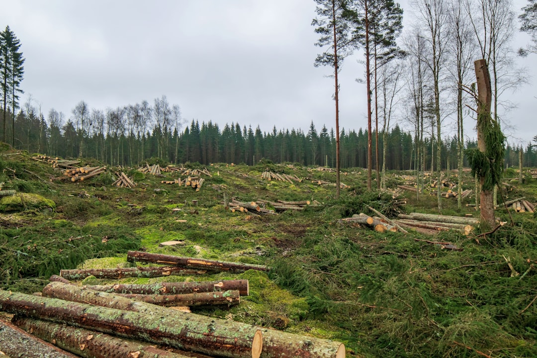 Checkmk Raw, how to use Checkmk Raw, Checkmk Raw snapshot and restore workflow