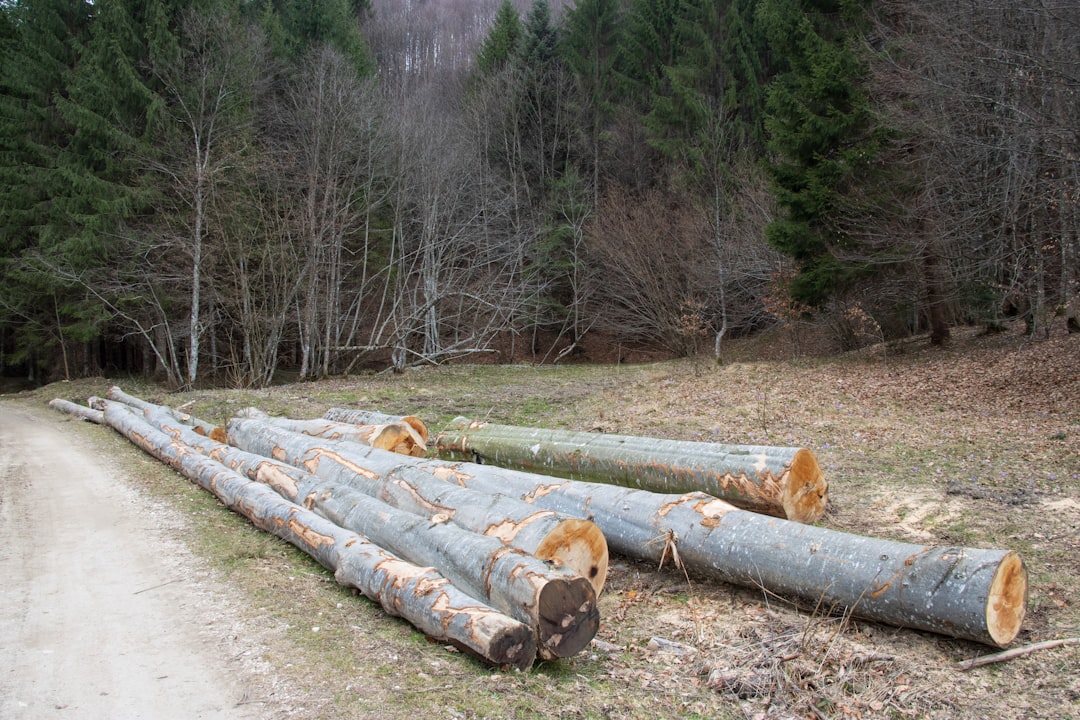 Netdata, how to use Netdata, Netdata snapshot and restore workflow