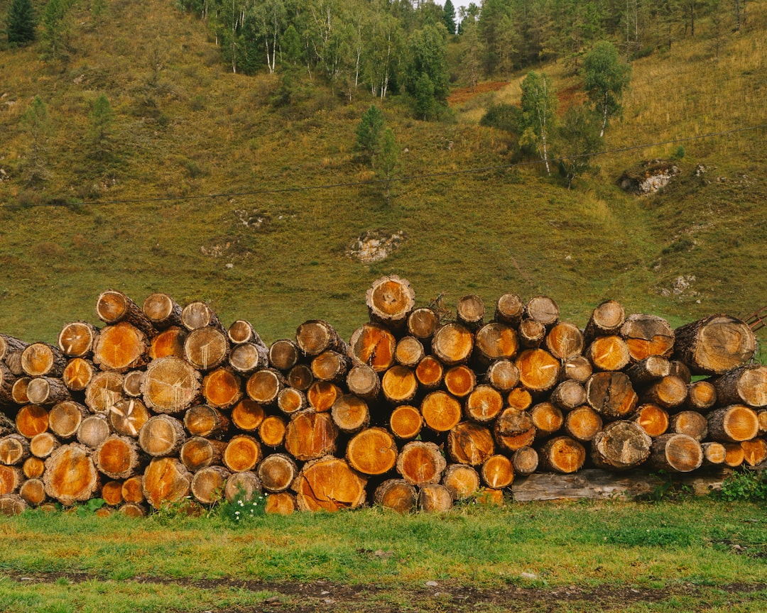 SigNoz, how to use SigNoz, SigNoz snapshot and restore workflow